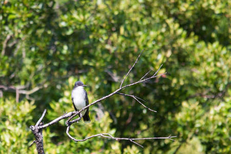 Kingbird perched on a branch in front of a forestの写真素材