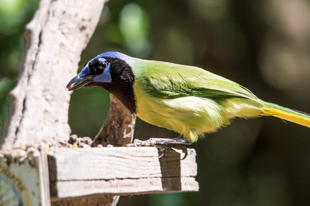 Green jay with a beak full of bird seedの写真素材