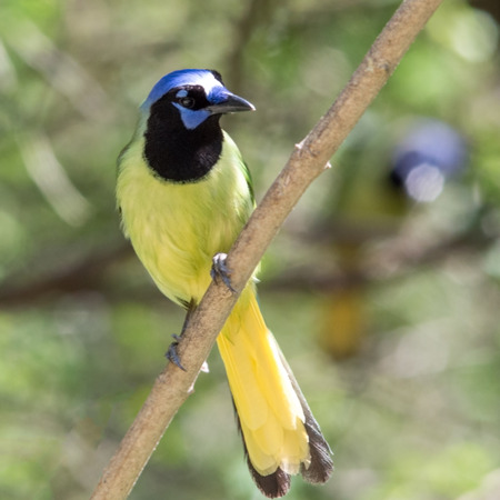 Green jay perched on a diagonal branchの写真素材