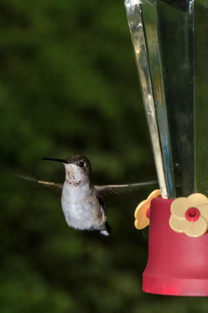 Ruby thoated hummingbird in flight visiting a feederの写真素材