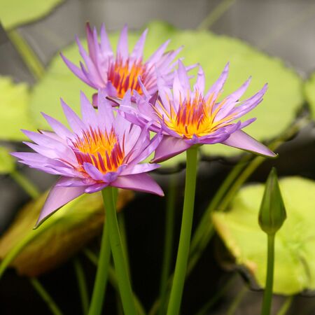 three pale violet water liliesの写真素材