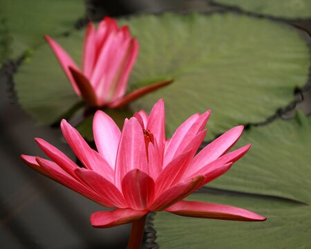 two pink water liliesの写真素材
