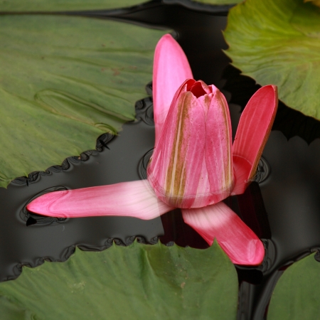 bud of pink water lilyの写真素材