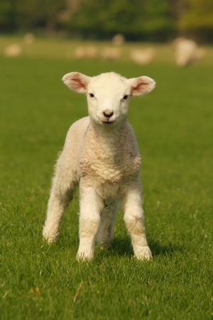 curious little lamb on green grassの写真素材