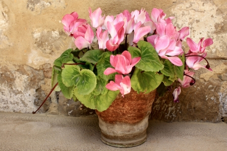 pink cyclamen in old pot の写真素材