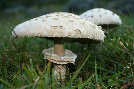 detail of two parasol mushroomの写真素材