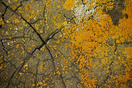 detail of yellow lichens growing on wooden cut