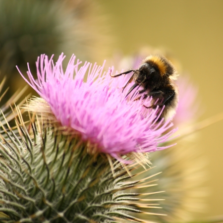bumblebee lapping its tongue on a milk thistle の写真素材