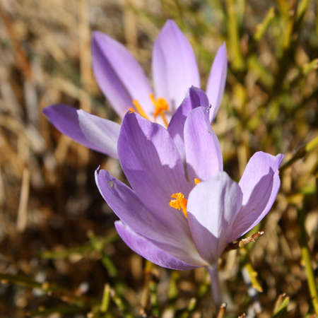 close up of two saffron flower heads growing in wildの写真素材