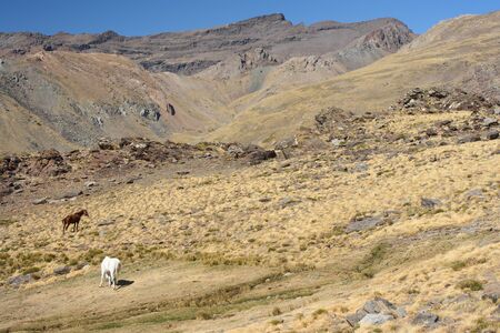 horses grazing on dry slopes in Sierra Nevada, Spainの写真素材