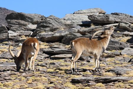 two male Spanish Ibexes grazingの写真素材
