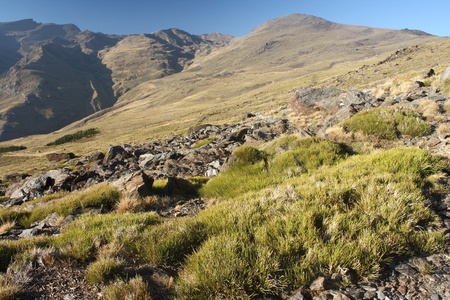 grassy slopes in Sierra Nevada National Parkの写真素材