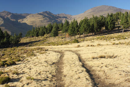 footpath across dry grassland in Sierra Nevada National Park の写真素材