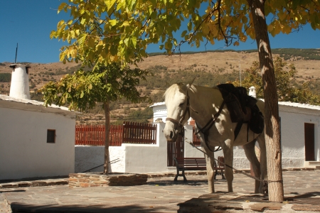white horse waiting in shade under treeの写真素材