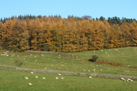 farm fields with grazing sheepの写真素材