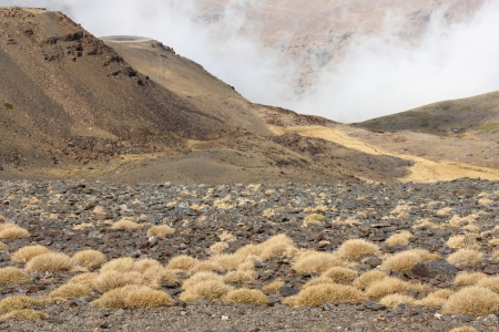 dry grass growing on volcanic ashの写真素材