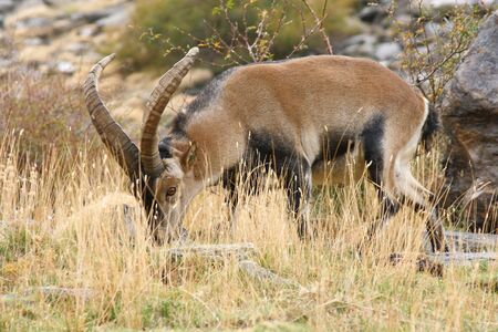 watchull male iberian ibex grazingの写真素材