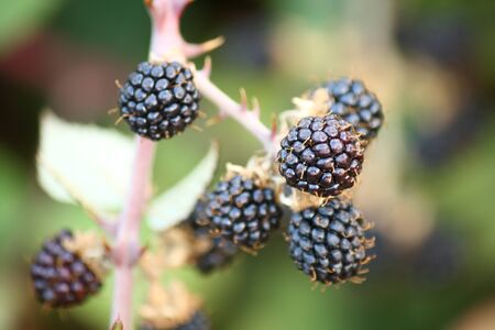 wild blackberriesの写真素材