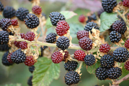 ripe and unripe blackberriesの写真素材