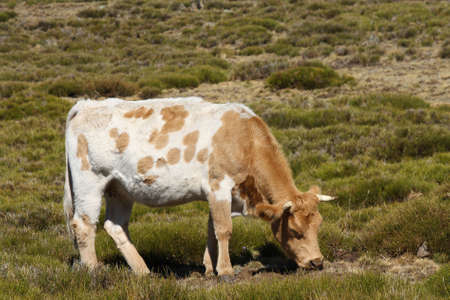 brown and white cow grazingの写真素材