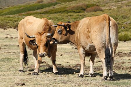 two brown cows groomingの写真素材