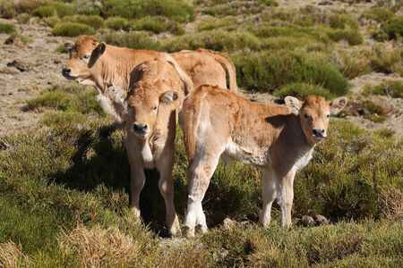 young calves in fieldの写真素材