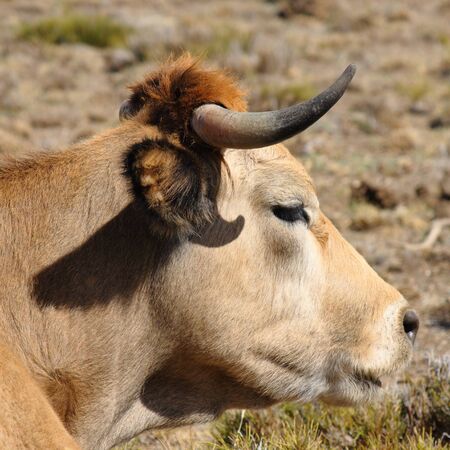 detail of cow s headの写真素材