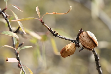 ripe almonds in shell on treeの写真素材