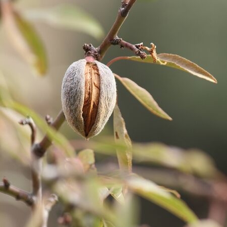 ripe almond in hull and shellの写真素材