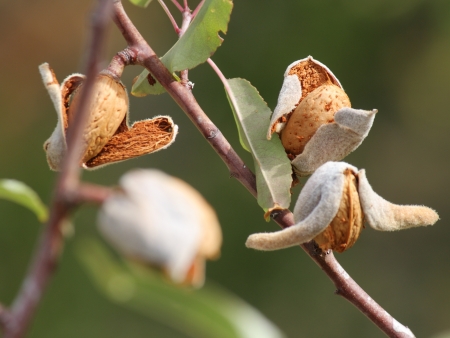 ripe almond seeds の写真素材