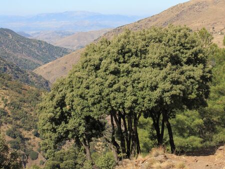 cluster of holm oaks in Sierra Nevada, Spainの写真素材