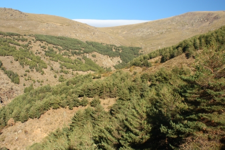 pine forest on the slopes of Sierra Nevada National Park, Spainの写真素材