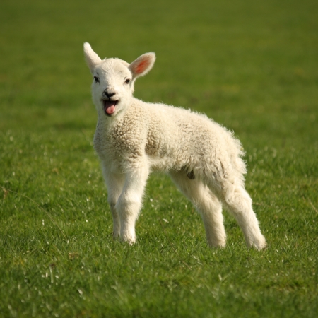 bleating little lambの写真素材