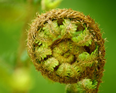 curled fern frond