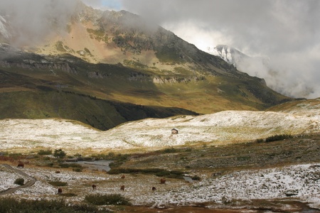 cows grazing on snow covered alpine meadowの写真素材