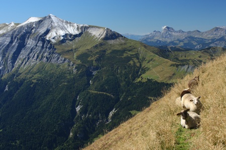 curious sheep on alpine footpathの写真素材