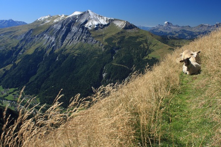 sheep resting on alpine path in French Alpsの写真素材