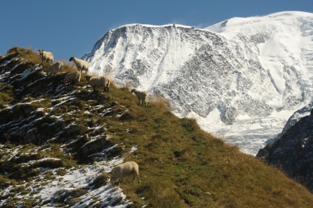 sheep grazing on alpine meadow near Mont Blancの写真素材