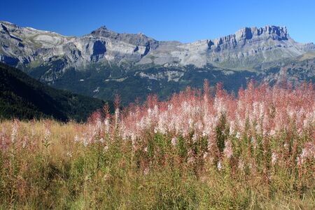 alpine meadow in French Alps near Chamonixの写真素材