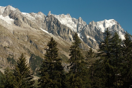 fir trees in graian alps, italyの写真素材