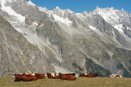 cows resting on alpine meadow の写真素材