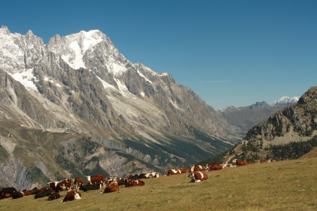 herd of cows on alpine meadows above Aosta valley, Italyの写真素材