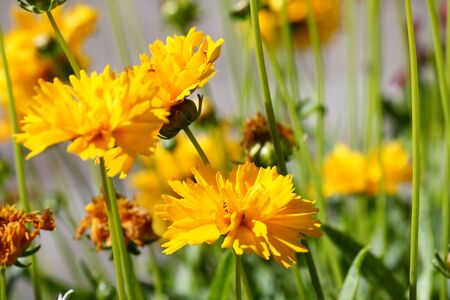 detail of yellow alpine flowersの写真素材