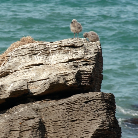 Pacific Gull chicksの写真素材