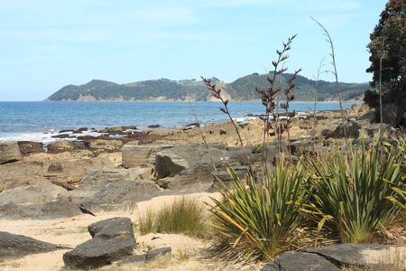 Langs Beach with Harakeke plantsの写真素材