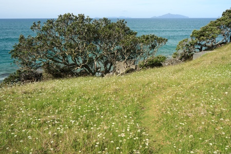 green meadow on New Zealand coastの写真素材