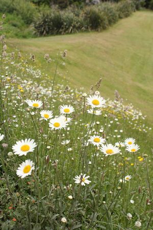 daisy field in summertimeの写真素材