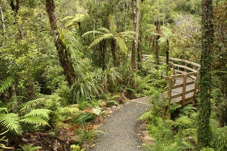 track through rain forest in New Zealandの写真素材