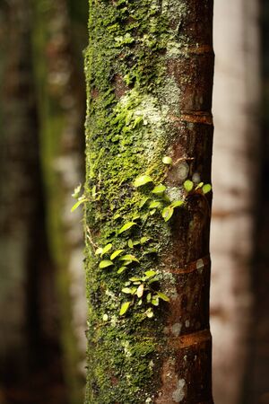 isolated tree trunk covered in mossの写真素材