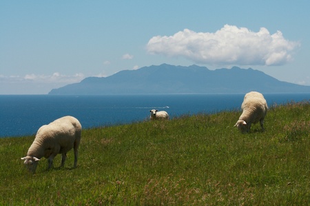 grazing sheep with Great Barrier Island in backgroundの写真素材